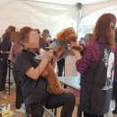 순도리네애견 이미지