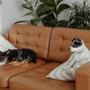 우리들의 댕댕이 이미지