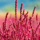 Colorful 댑싸리 이미지