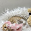 개좋다냥 이미지