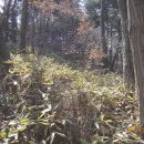 비슬목장 이미지