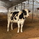 강림목장 이미지