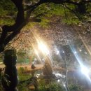 강아지놀이터 이미지