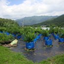 김영근 농장 이미지