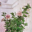 (주)하나마이 이미지