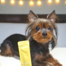 에브리댕댕 이미지