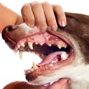 성신동물병원 이미지