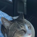 오리진 동물피부과병원 이미지