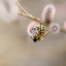 핑크강아지 이미지