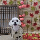 허그멍뭉이# 이미지