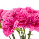 사랑과 감사의 꽃 - 카네이션 꽃말과 유래 이미지