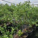 [블루베리전정] 여름전정 전후 비교 이미지