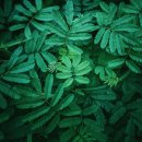 반려식물(홈가드닝) | 반려식물 시대, IT 기술이 바꾼 홈가드닝 트렌드