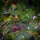 마로니에 이미지