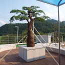 소나무회관 이미지