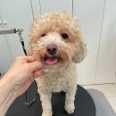 mama 펫살롱 이미지