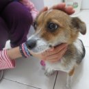 백마동물병원 이미지