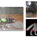 모아 dog 이미지