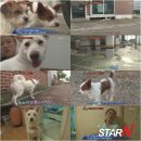 절세미견 이미지