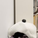 복터진 강아지 이미지