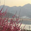 원동역 | 부산역에서 무궁화호 기차타고 원동역 매화축제 뚜벅이 여행