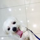 24시안박동물병원