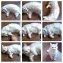 꼴통 Daum카페