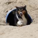 멍스 컨테이너 | 일산 중대형견 신상카페 멍스컨테이너 일산점