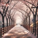 코덱스자전거 | 🌸벚꽃 보고 배당 받고?! 서울 근교 숨은 명소&amp;ETF 찐추천!💸