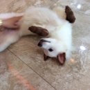 더사랑동물병원