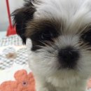 제주헬로우펫 이미지