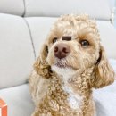 패미코