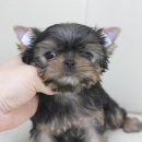 루시드 리엔 이미지