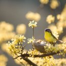 산수유권역 이미지