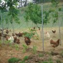 김용수농장 이미지