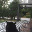 퍼피 앤 이미지