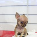 봄봄펫살롱 이미지