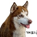 부산애견대학 이미지