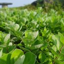 숨비기낭 이미지