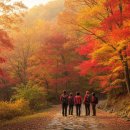 축령산아침 | 축령산 가을단풍 명소 1위, 솔직 방문 후기