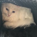 잔다냥 강동점 이미지