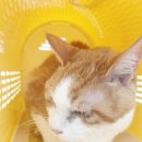 수원-0975 | 수원 오목천동 동물병원 고양이 눈 염증 진료 후기