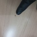황학동 | 서울 중구 황학동 소미골드라인 오피스텔 입주청소 후기