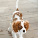 큰마음동물메디컬센터 이미지