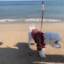 해뜨는창문 애견동반 오션뷰펜션 이미지