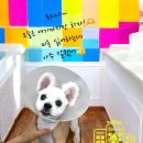 멍냥이 펫싸롱, 펫호텔 이미지