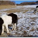 하늘목장 이미지