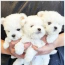 미니퍼피 이미지