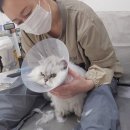 고양이무마취미용 묘갱살롱 이미지