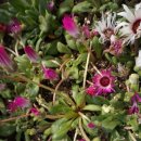 산본중앙공원 이미지